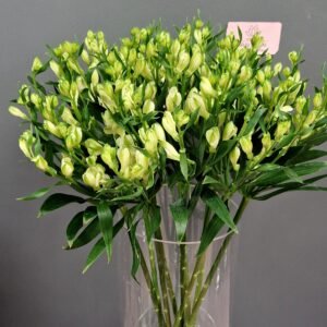 Naujiena! Alstromerijos Pearlas