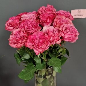 Bijūninės rožės iš Ekvadoro