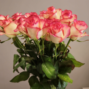 Švelniai rūžavo atspalvio rožės (Premium kokybė)