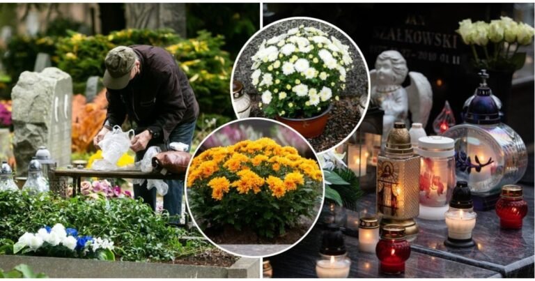 Chrizantemos kapuose greitai pakeičia spalvą: kokie augalai išliks dekoratyvūs iki pavasario?