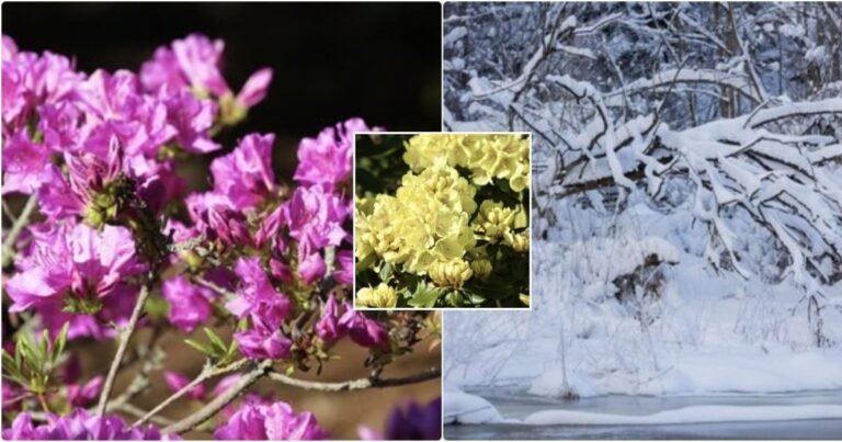 Rododendrus žiemai ruošiantys augintojai daro šią klaidą: pasekmės gali išryškėti tik pavasarį